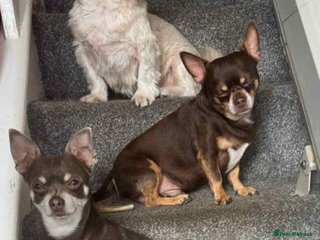 Chihuahua dogs Chihuahua puppies looking for good homes only - Advert 1