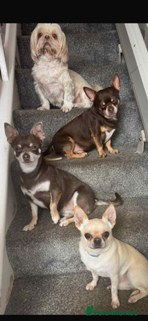 Chihuahua dogs Chihuahua puppies looking for good homes only - Advert 14
