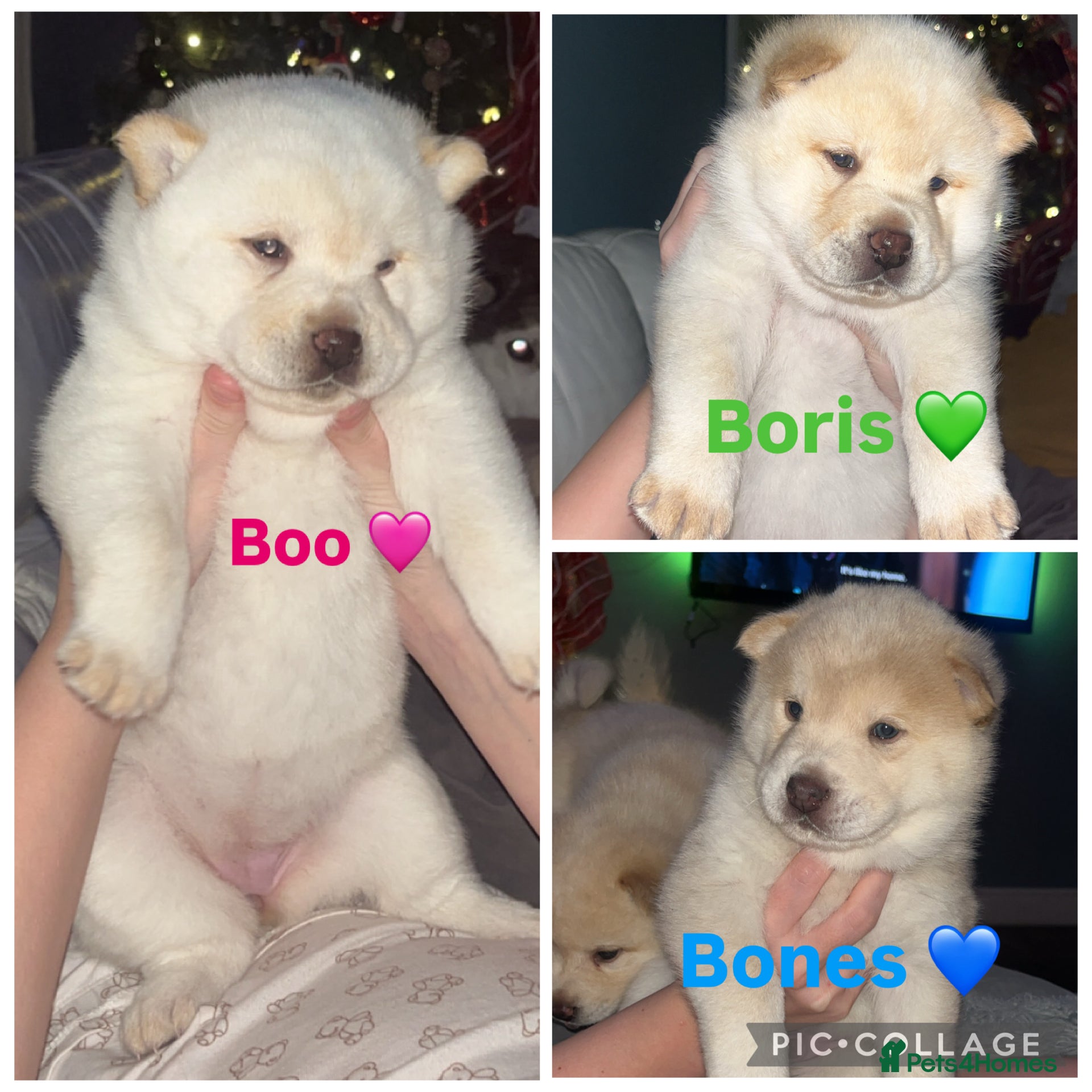 Siberian Husky dogs **** REDUCED **** fluffy Chowski’s  - Advert 1