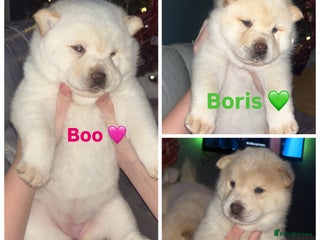 Siberian Husky dogs 3 fluffy chowski’s - Advert 7