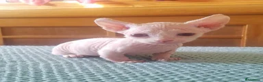 Sphynx 2