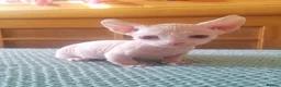 Sphynx cats for sale: Sphynx kittens for rehoming in Hull - Advert 3