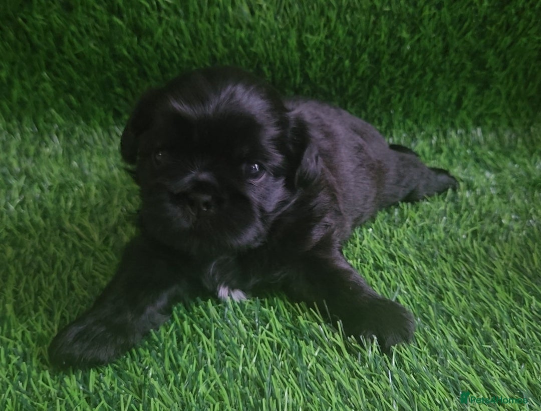 Shih Tzu dogs for sale: Imperial Shih tzu Puppies - Image 13