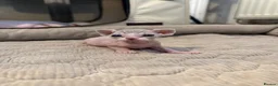 Sphynx cats for sale: TICA Sphynx kittens - health tested - Champion - Advert 7