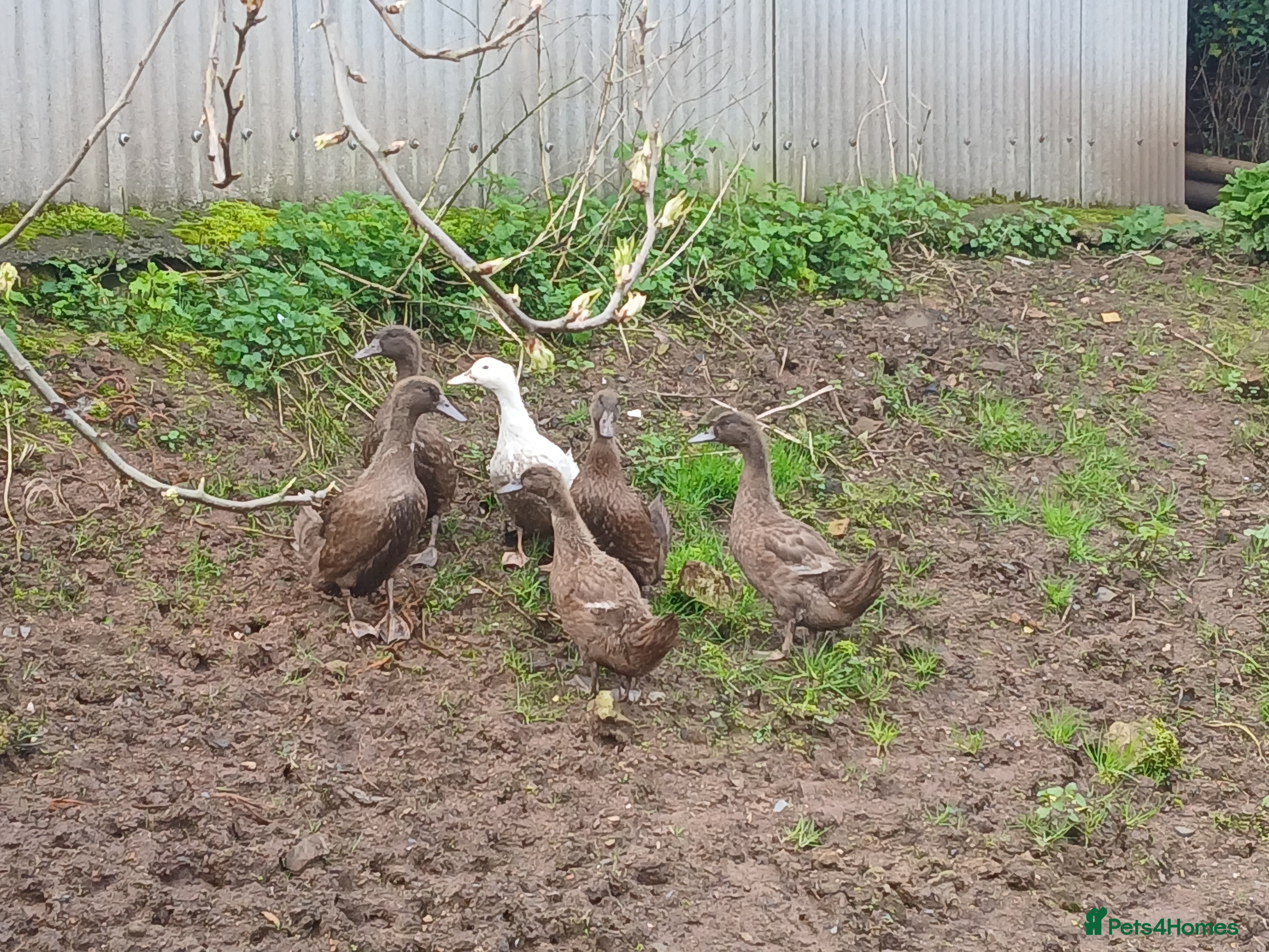 Ducks poultry kharki campbell ducks - Advert 4