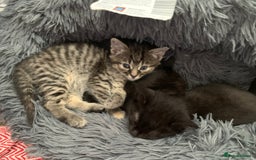 British Longhair cats for sale: 5 adorable male kittens - Image 9