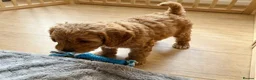 Cavapoo dogs for sale: Cavapoo puppies  in Stirling - Advert 7