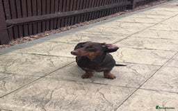 Dachshund dogs for sale: Female dachshund  - Image 2