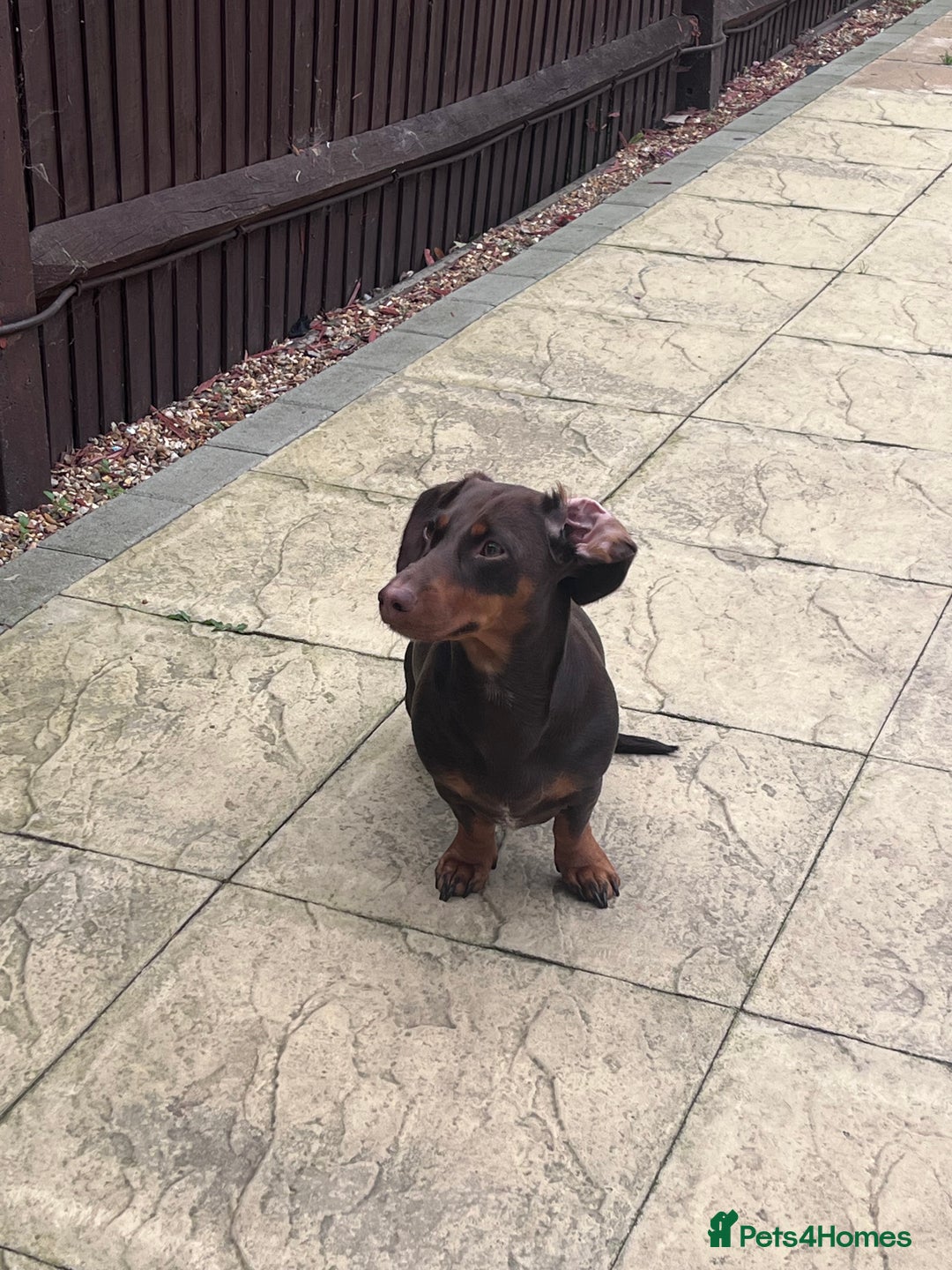 Dachshund dogs for sale: Female dachshund  - Image 2