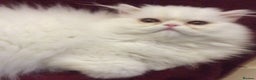 Persian cats for sale: White Persian Male Kitten - Advert 6