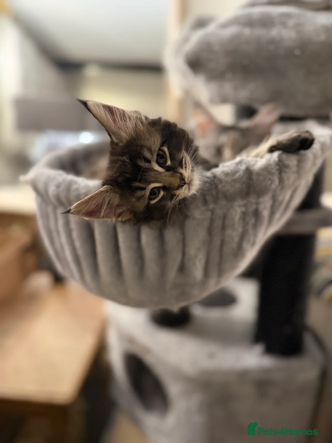 Maine Coon cats for sale: Beautiful Maine Coon Kittens in Eye - Advert 8