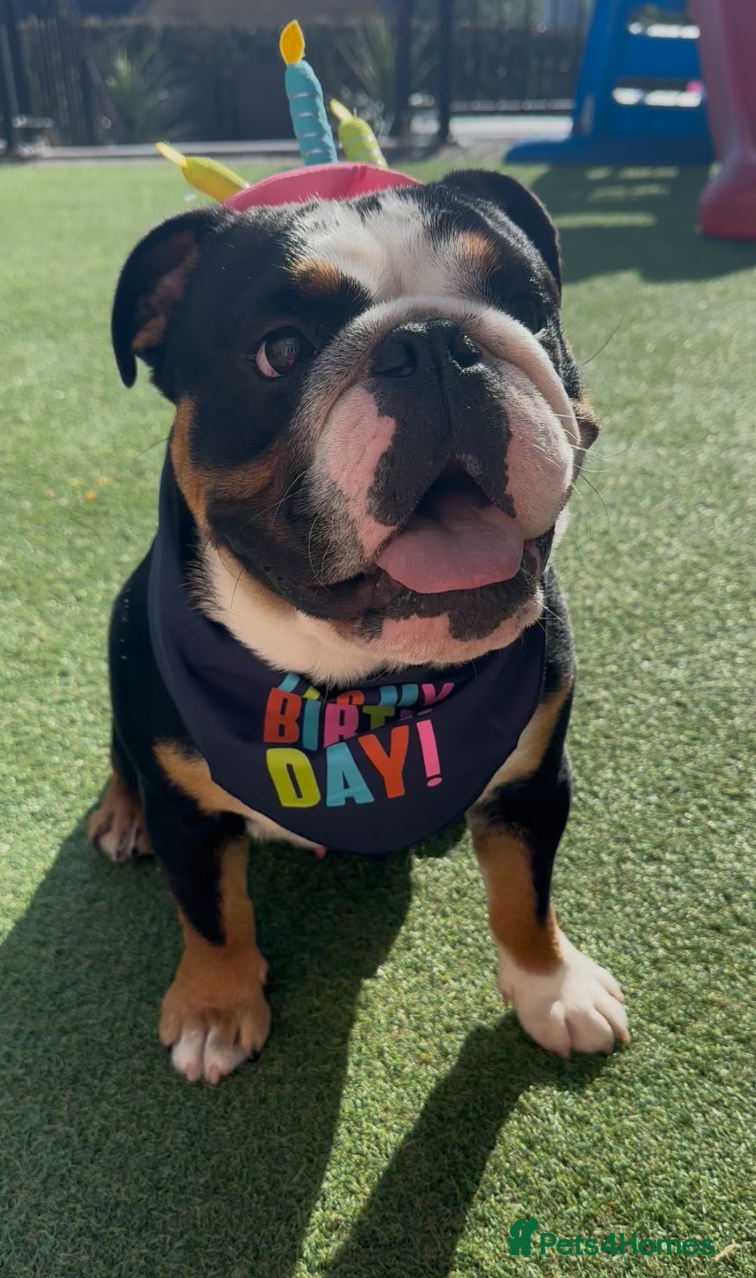 English Bulldog dogs for sale: Tri Black English Bulldog for sale - Advert 1