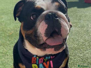 English Bulldog dogs Tri Black English Bulldog for sale - Advert 7