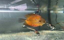 Discus fish for sale: 4 Discus and 4 angelfish  - Image 6