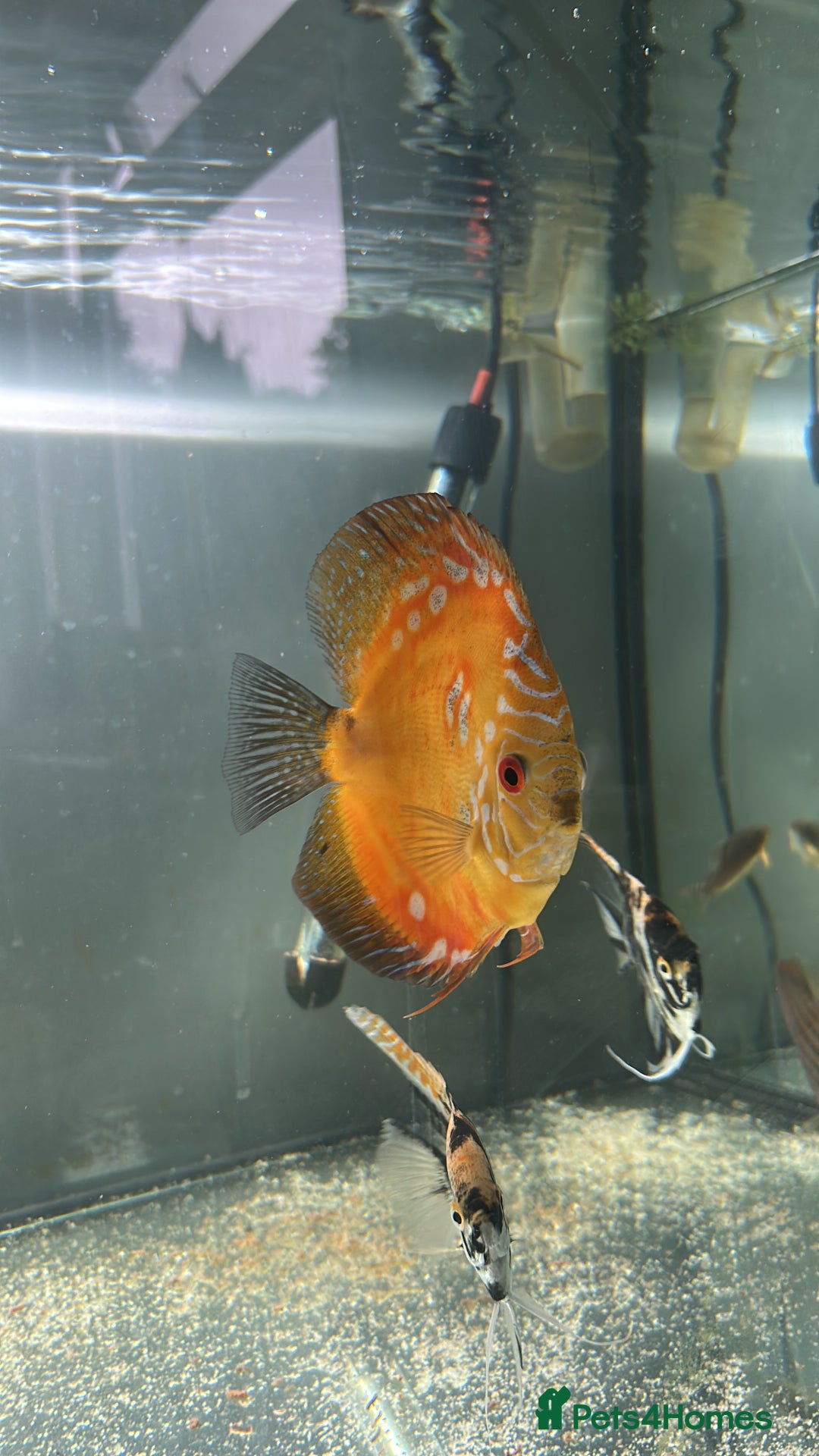 Discus fish for sale: 4 Discus and 4 angelfish  - Image 6