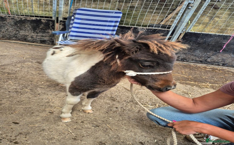 Shetland pony horses in Launceston - Advert 3