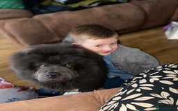 Chow Chow dogs for stud: Stunning blue stud  - Image 4