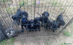 Cockerdor dogs for sale: Cockerdor puppies - Image 9