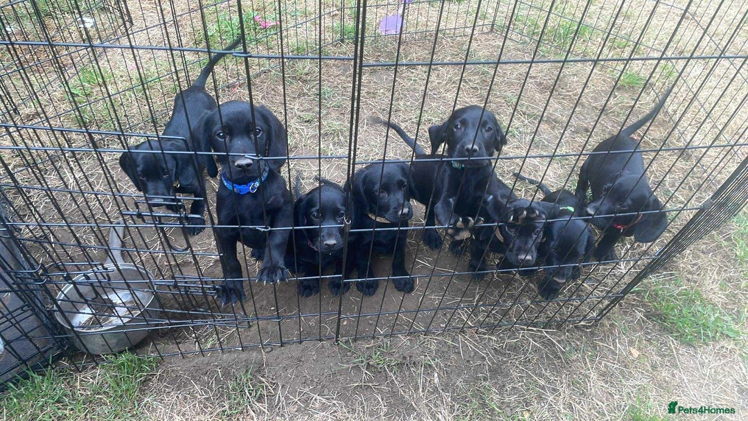 Cockerdor dogs for sale: Cockerdor puppies - Image 9