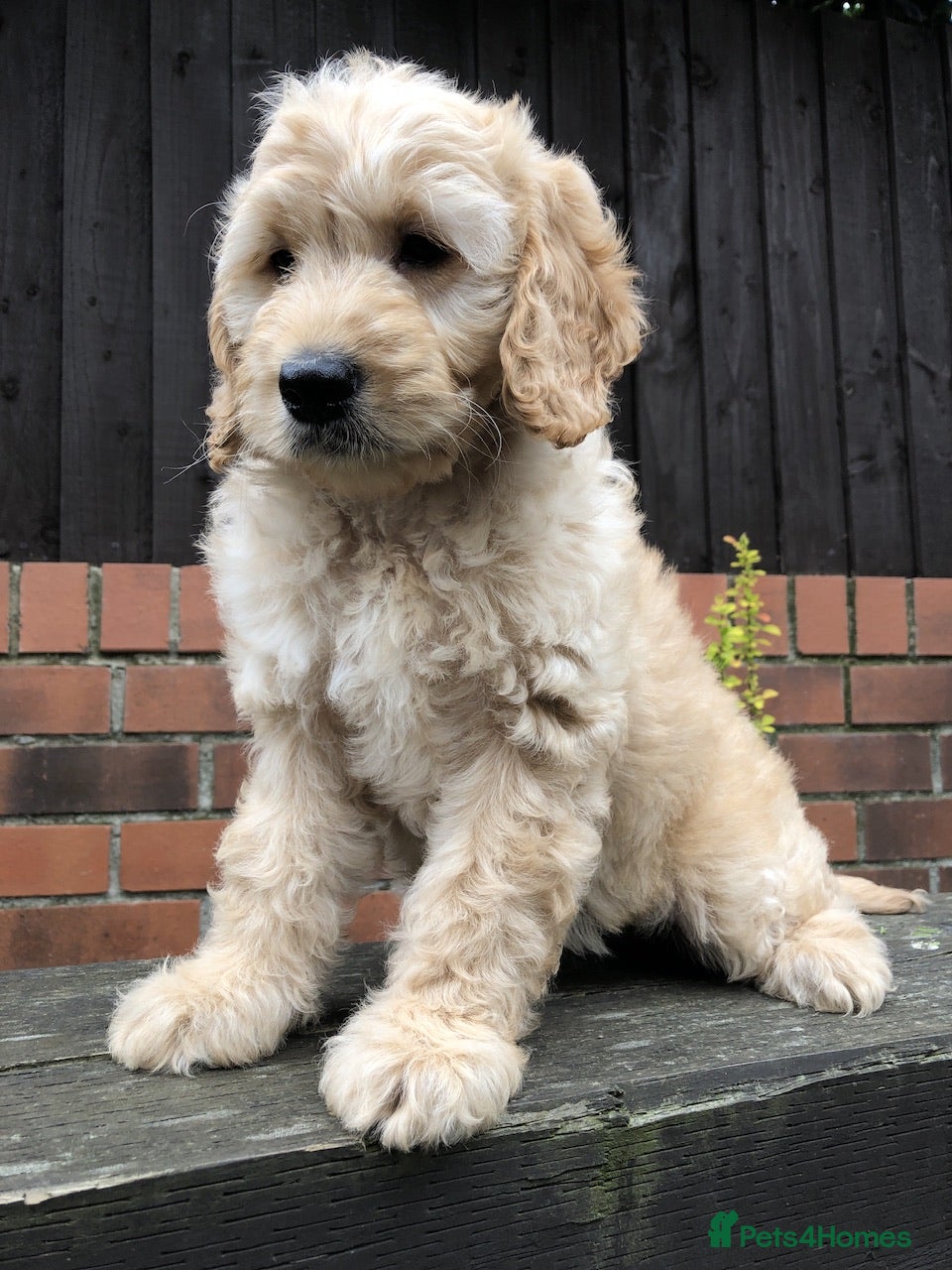 Goldendoodle dogs F1 Miniature Goldendoodle 100% DNA Health Tested - Advert 6