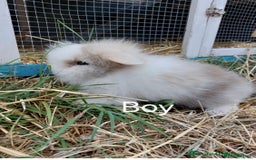 Mini Lion Lop rabbits for sale: Male lion lop - Image 1
