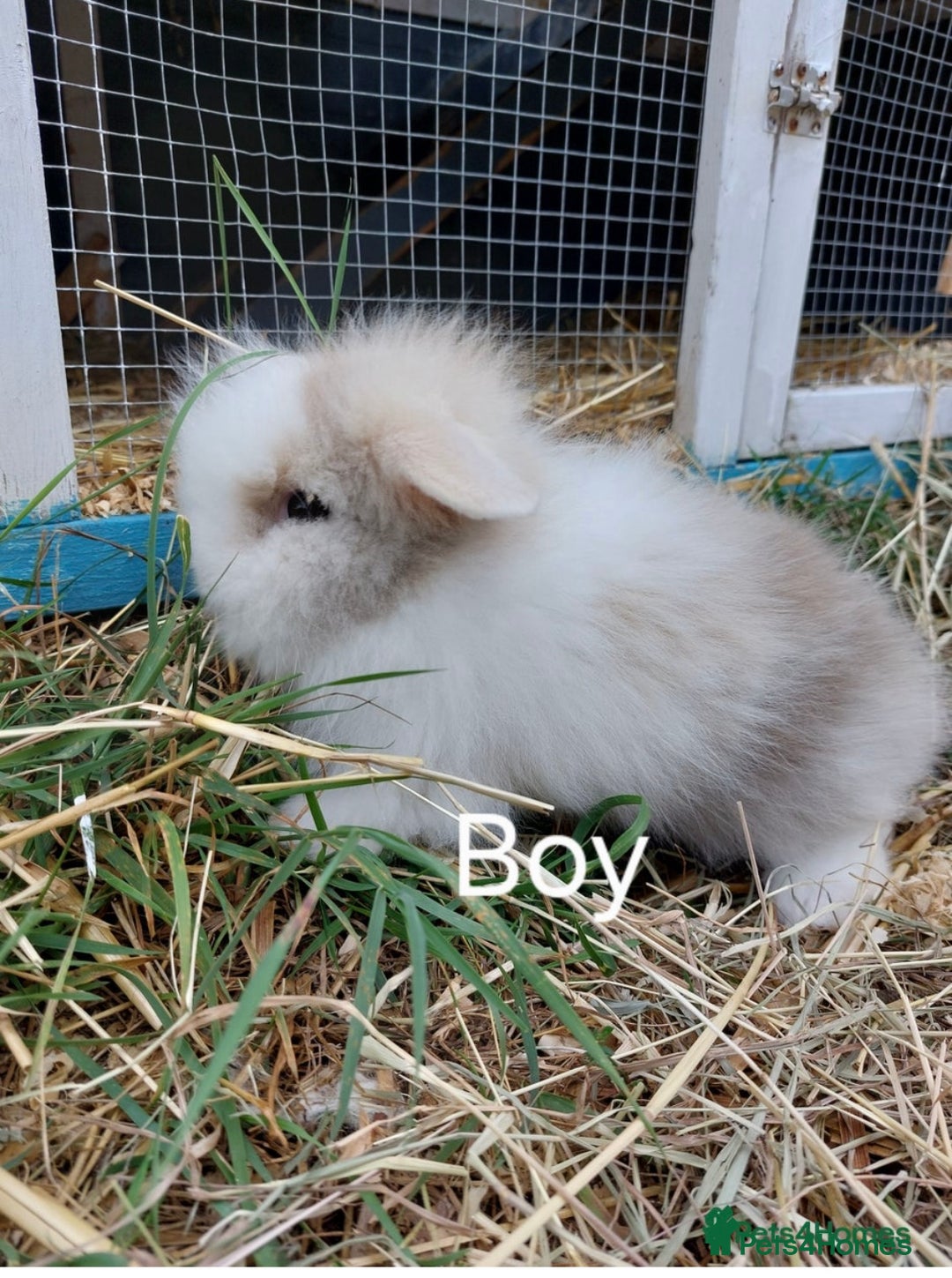 Mini Lion Lop rabbits for sale: Male lion lop - Image 1