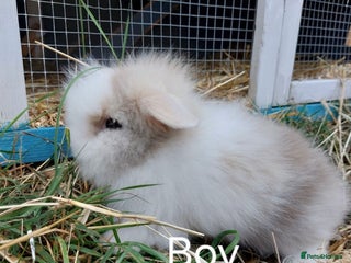 Mini Lion Lop rabbits - Advert 10