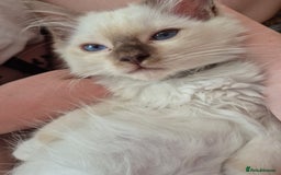 Ragdoll cats for sale: My beautiful Mink litter ready to view  - Image 5