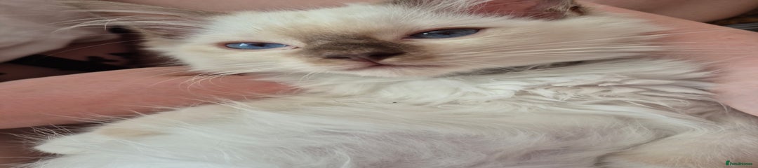 Ragdoll Kitten 2