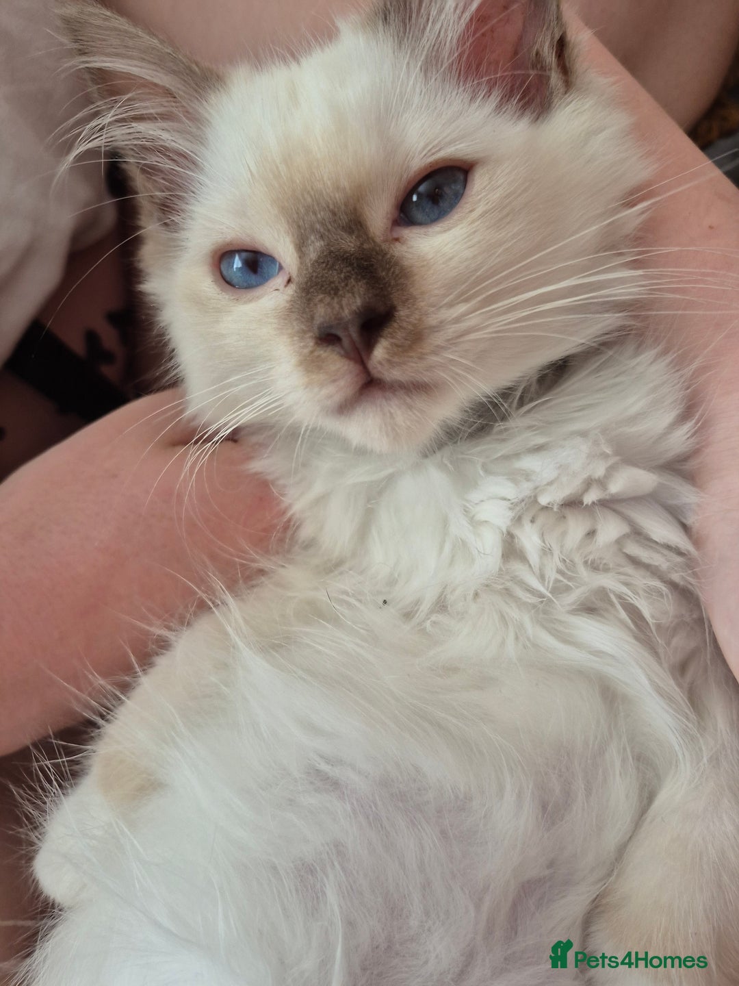 Ragdoll cats for sale: My beautiful Mink litter ready to view  - Image 5