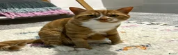 Mixed Breed cats for sale: The Lively Lads in Newbury - Advert 13