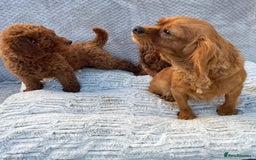 Cavapoo dogs for sale: Cavapoo puppies  - Image 8
