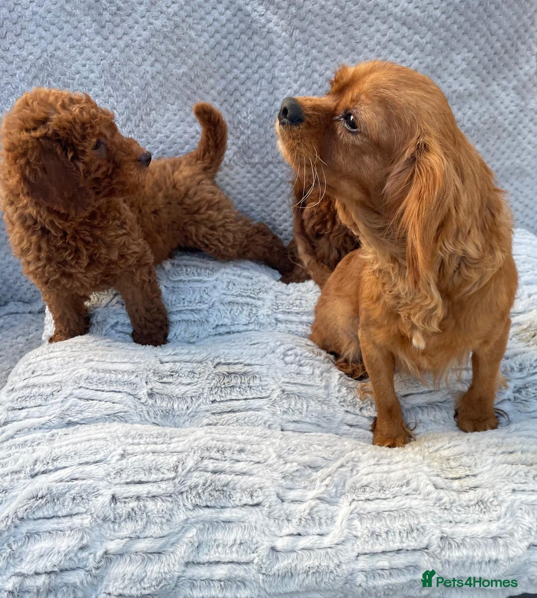 Cavapoo dogs for sale: Cavapoo puppies  - Image 8