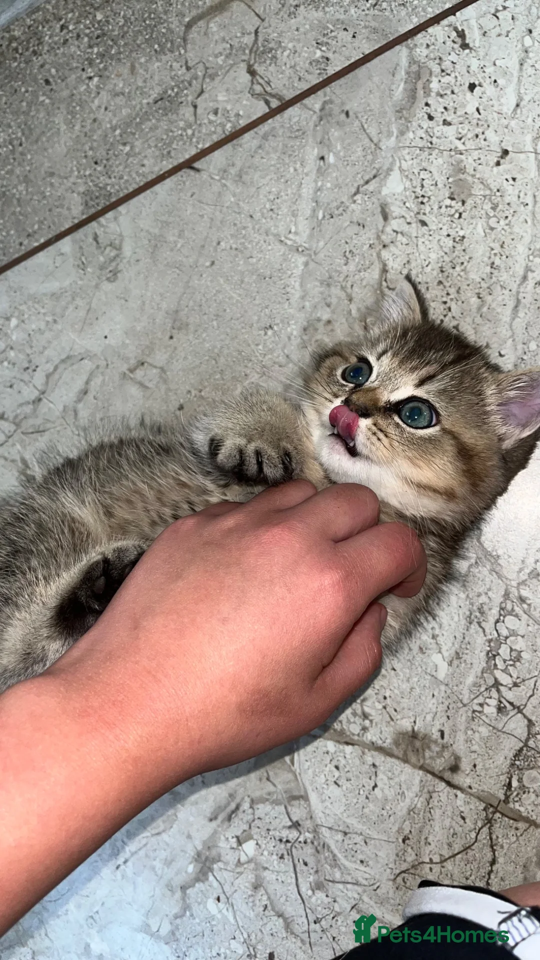 Scottish Fold cats for sale: Scottish fold mix  in Telford - Advert 1