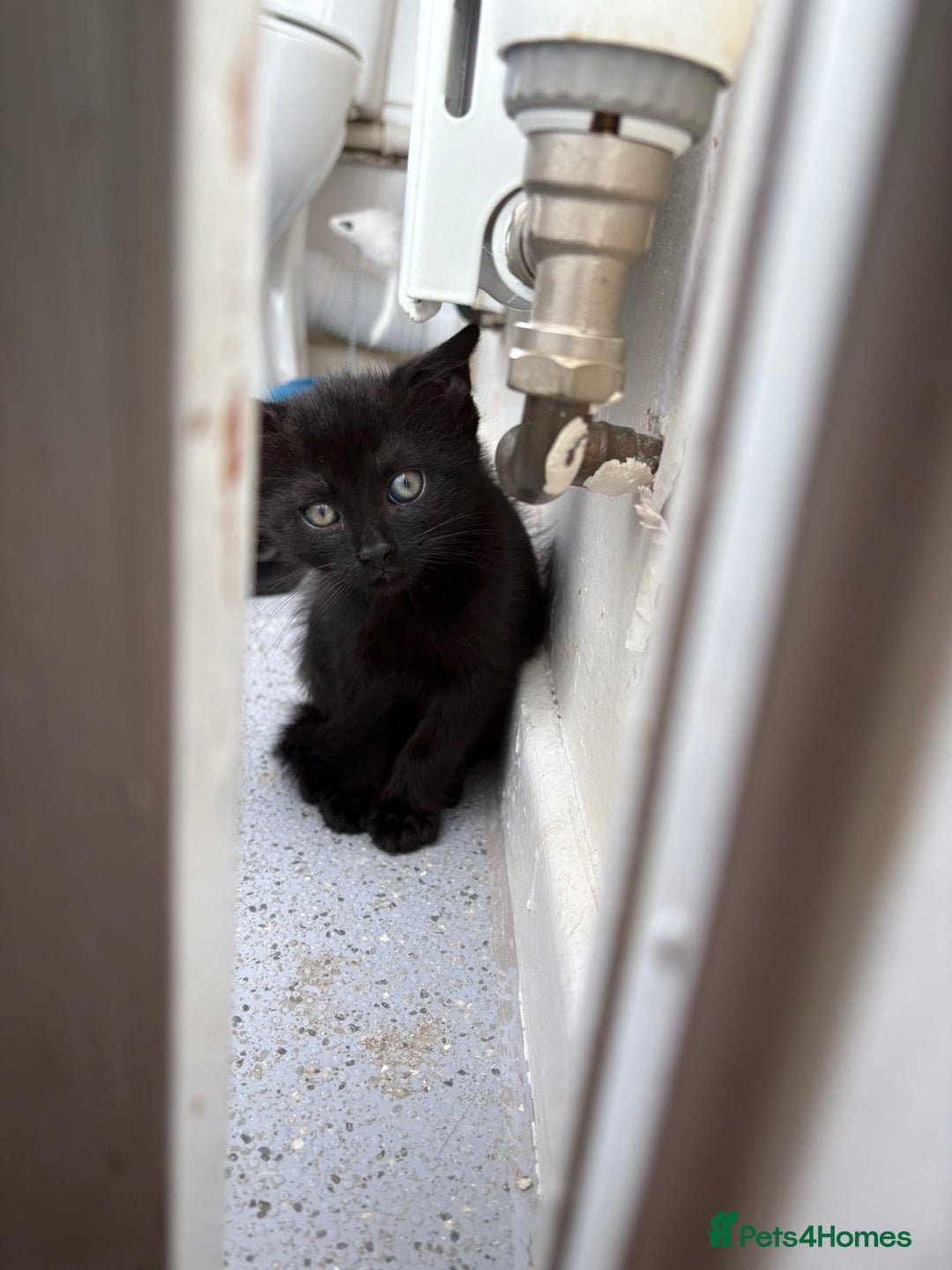 Bombay cats for sale: Milkshake and shadow - Image 4