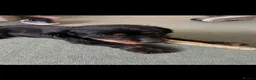 Mixed Breed dogs for sale: 7 year old PatterdalexCocker - Advert 4