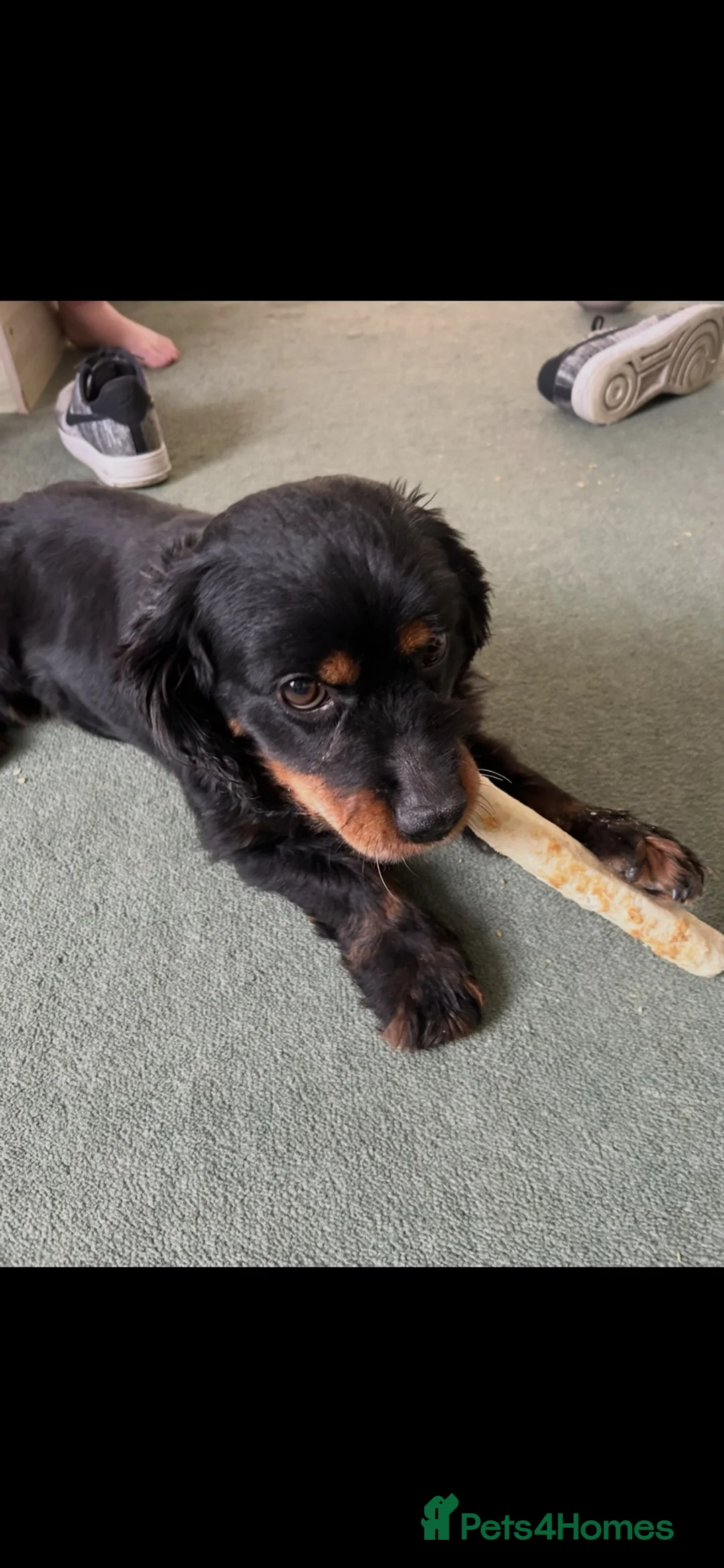 Mixed Breed dogs for sale: 7 year old PatterdalexCocker - Advert 4