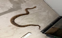 Boa Snake reptiles for sale: Boa snake - Image 4