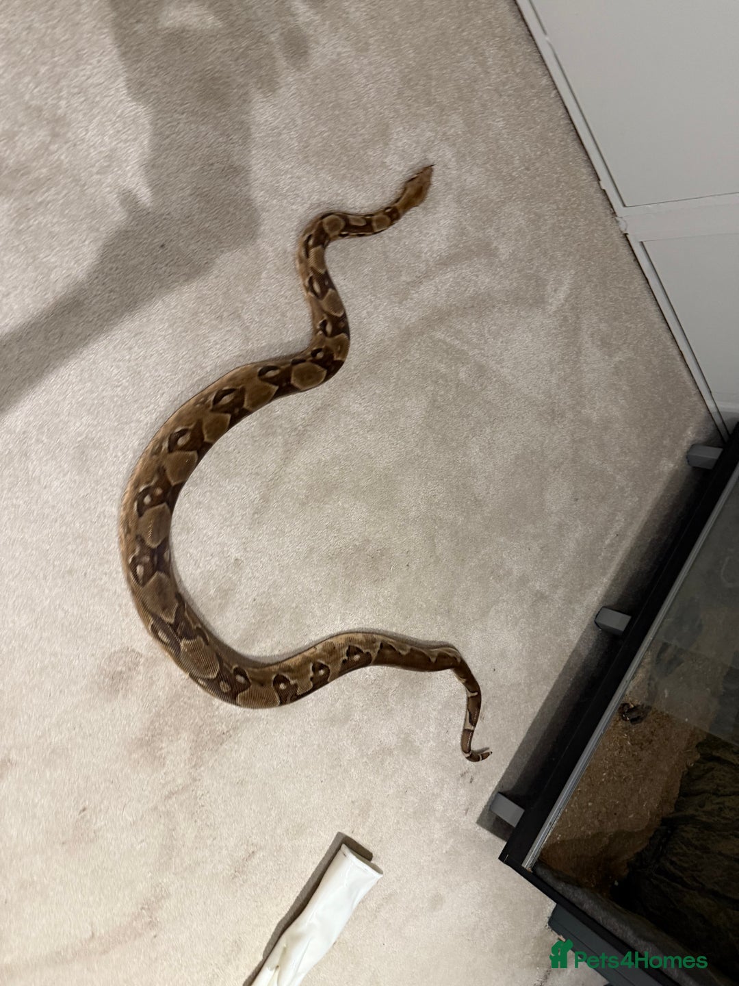 Boa Snake reptiles for sale: Boa snake - Image 4