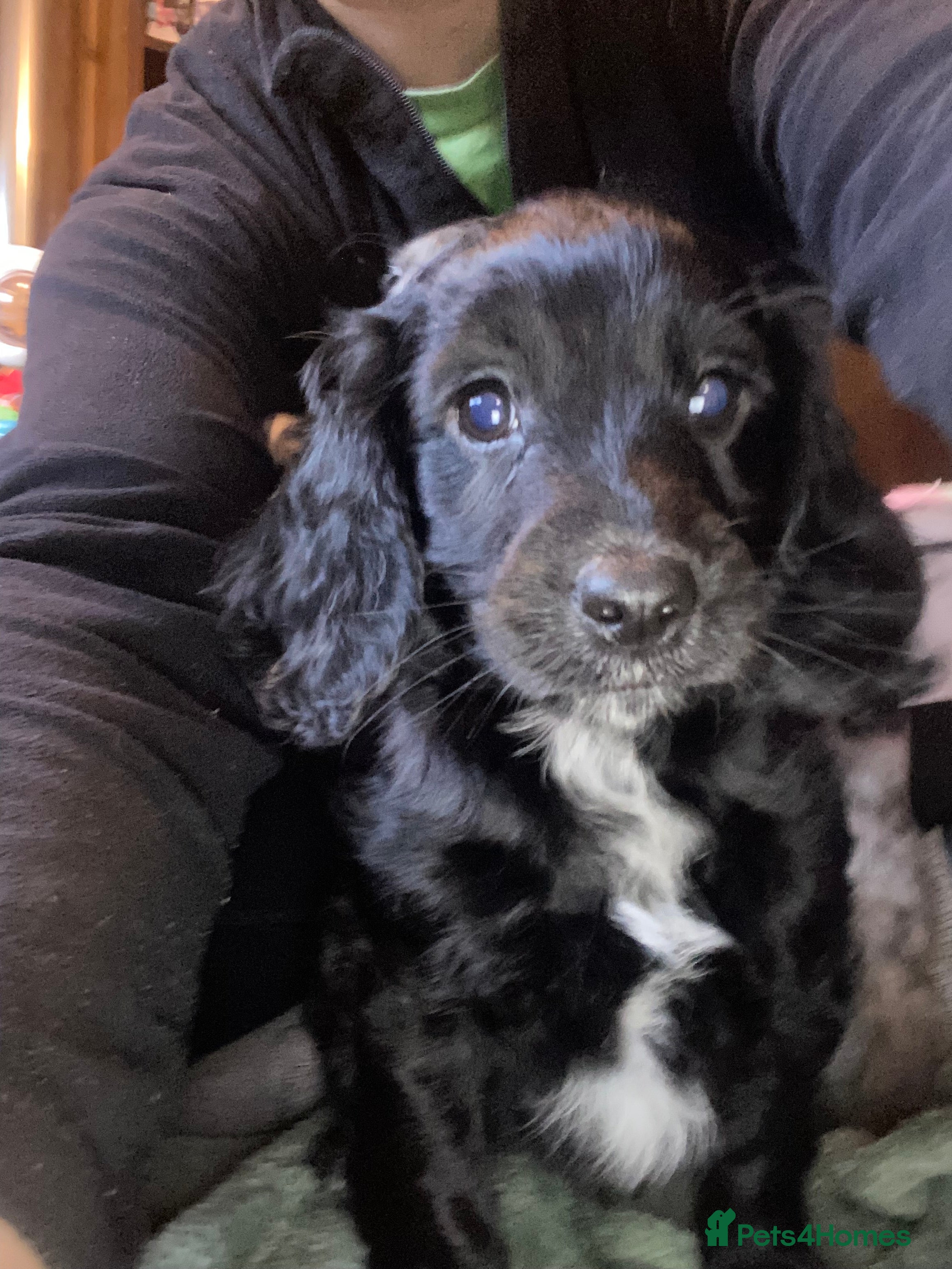 Cockapoo dogs Beautiful Black Boy Available  - Advert 6