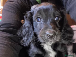 Cockapoo dogs Beautiful Black Boy Available - Advert 6