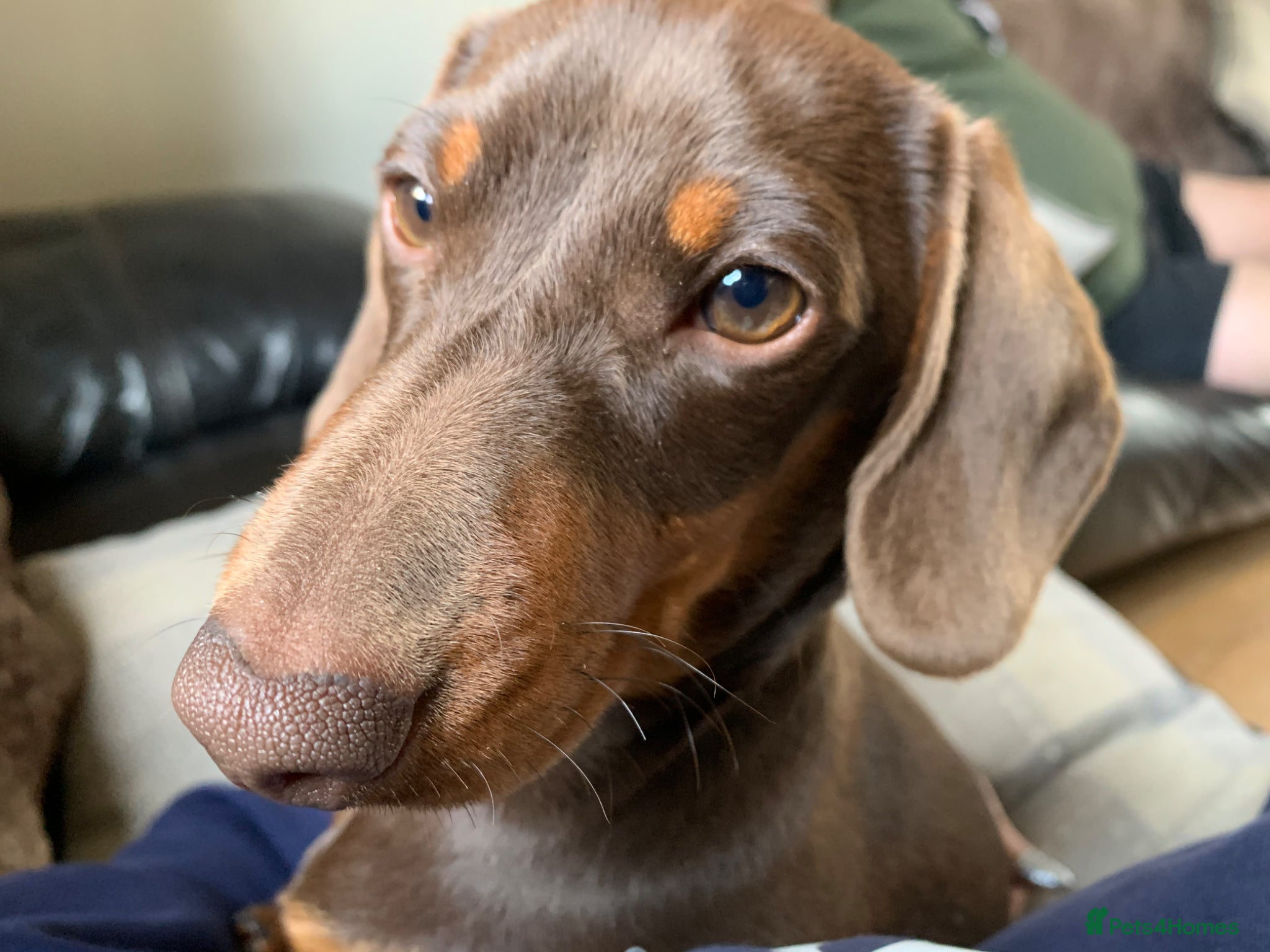 Miniature Dachshund dogs Proven stud dog  - Advert 1