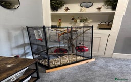 Sugar Glider rodents for sale: Two sugar gliders and full set up - Image 6