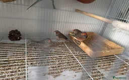 Finches birds for sale: Budgies&finchesfor sale or exchange for cocktails  - Image 2
