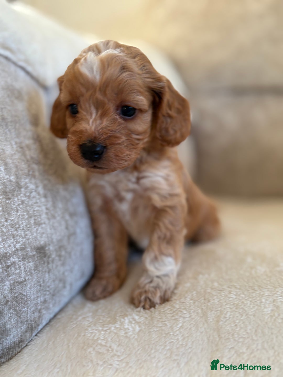 Cockapoo dogs for sale: F1 Cockapoo puppies - Advert 5