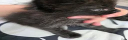 Mixed Breed cats for sale: Beautiful Fluffy Black Kittens in Uxbridge - Advert 22