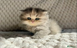 Persian cats for sale: 4 Beautiful Pure Persian Kittens PKD Neg - Image 16