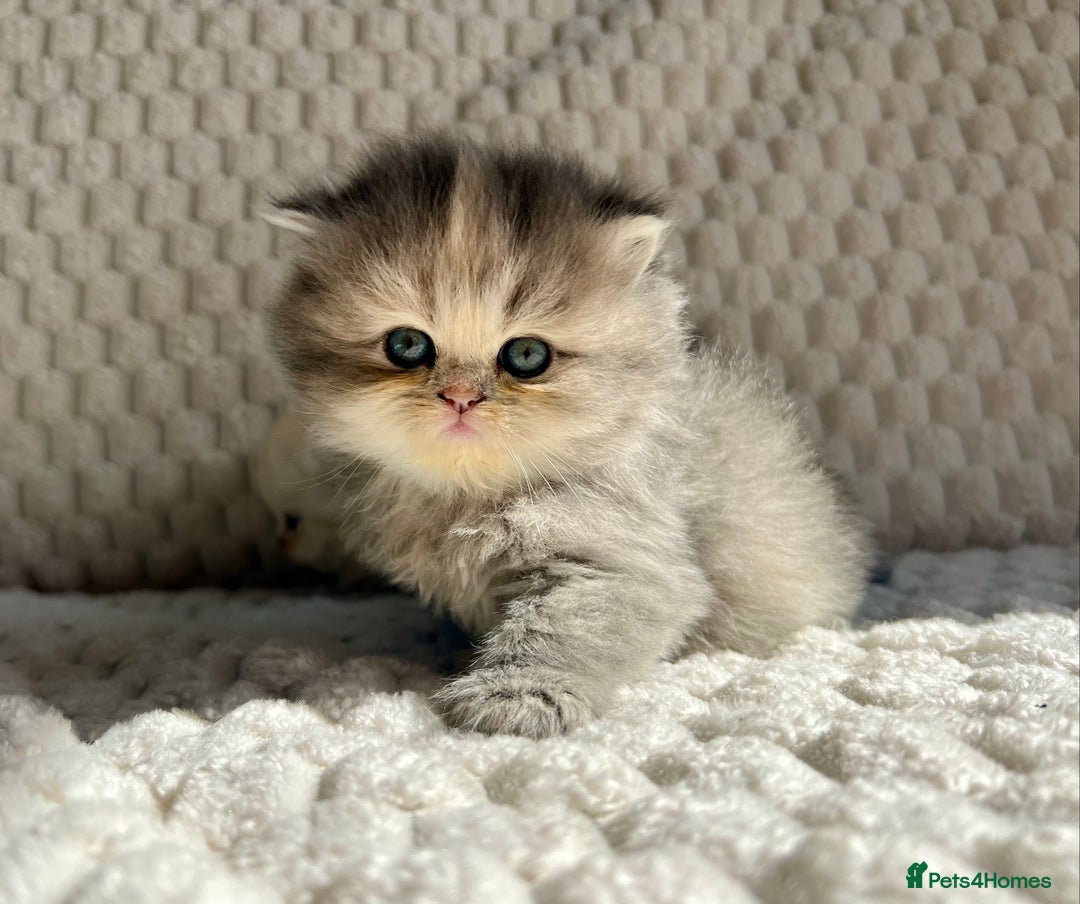 Persian cats for sale: 4 Beautiful Pure Persian Kittens PKD Neg - Image 16
