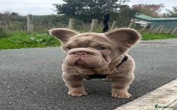 French Bulldog dogs for sale: 2 fluffy French Bulldogs puppies left - Image 9
