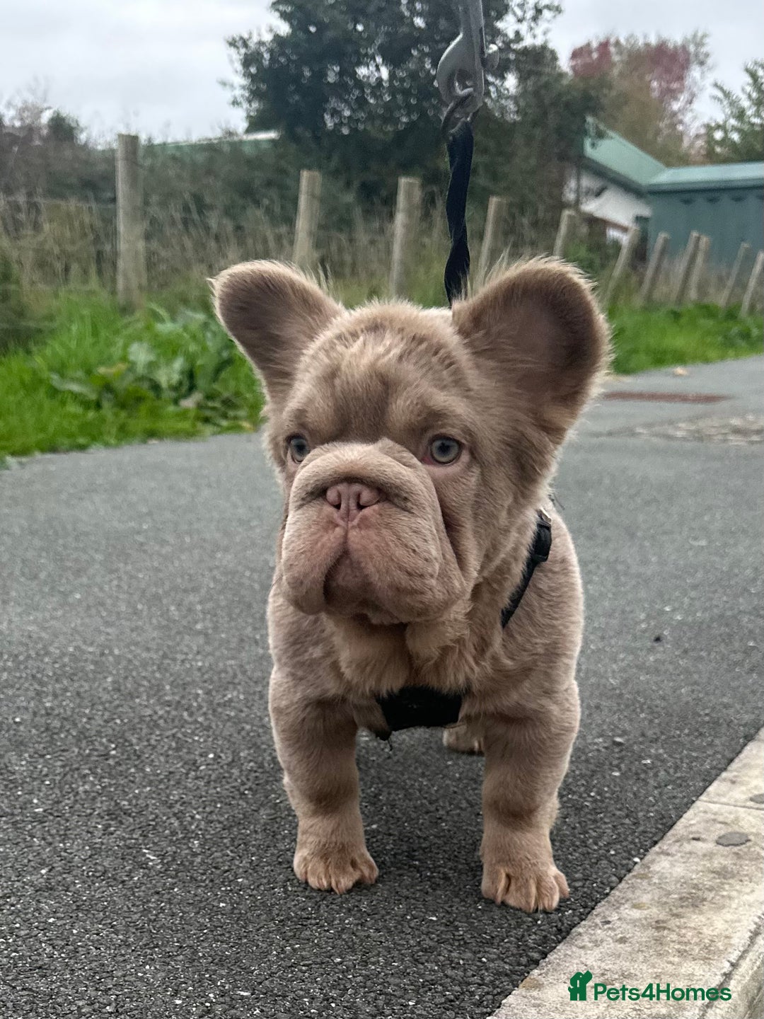 French Bulldog dogs for sale: 2 fluffy French Bulldogs puppies left - Image 9